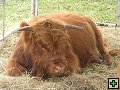 thn_NZ leden-unor 2006 082.jpg